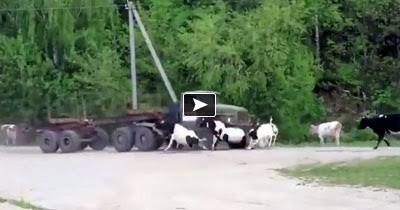 Ruthless Truck Driver Brutally Hitting and Killing Innocent Cattle