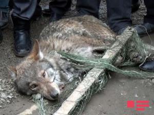 В Азербайджане волк проник в дом