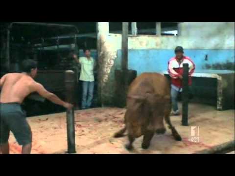 Animal cruelty/tortue/halal beef