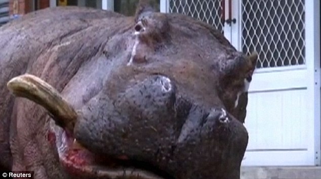 Hippo left stranded for hours after jumping from a moving truck in Taiwan