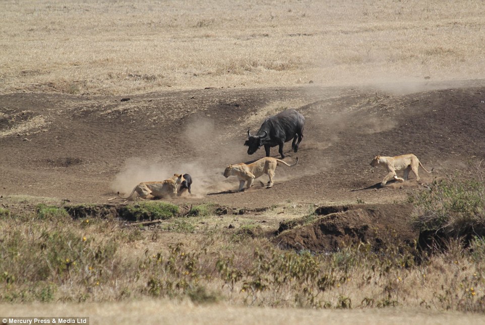 Buffalo takes on THREE hungry lions to rescue young calf