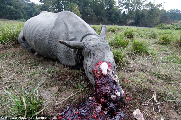 Second one-horned rhino in the space of a month butchered