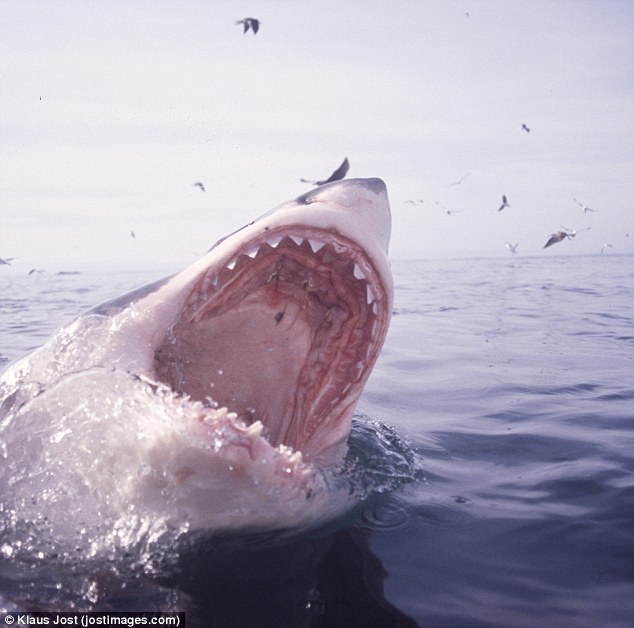 Family shocked after they hook onto a GREAT WHITE