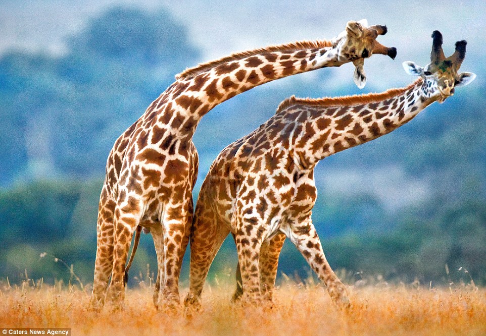 Giraffes in love neck too