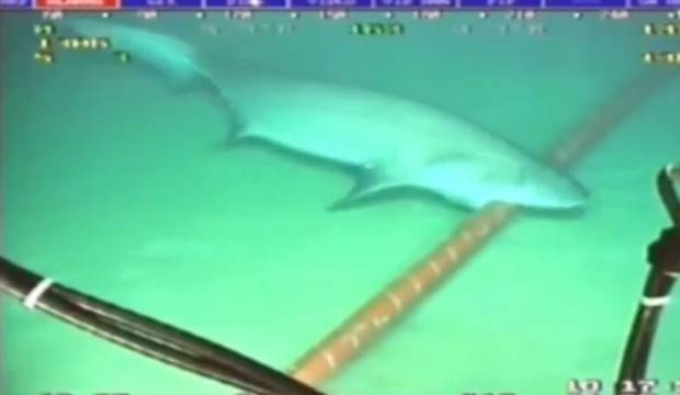 Sharks are eating the internet in Vietnam
