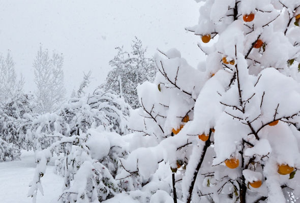 Bu gün hava necə olacaq? – RƏSMİ