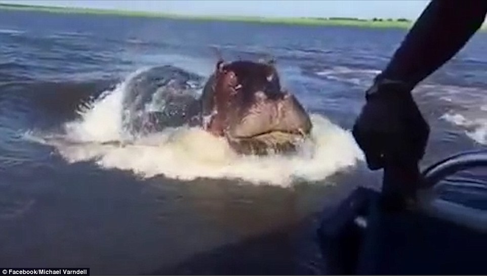 Now that's a hungry Hippo!