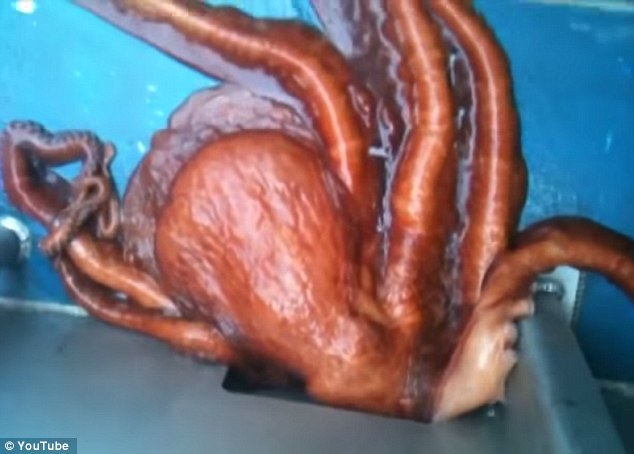 Octopus escapes from an Alaskan fishing boat