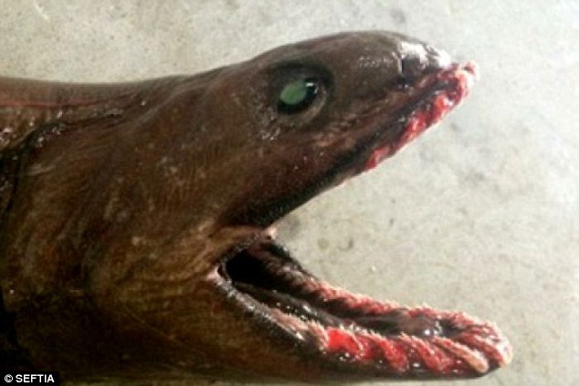 Rarely seen frilled shark known as the living fossil sighted in Australia