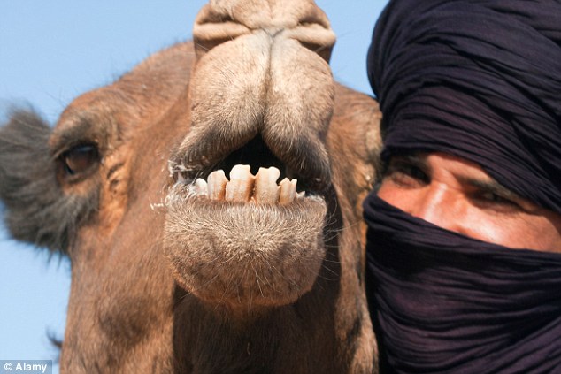 Man bitten to death by his friend's pet CAMEL
