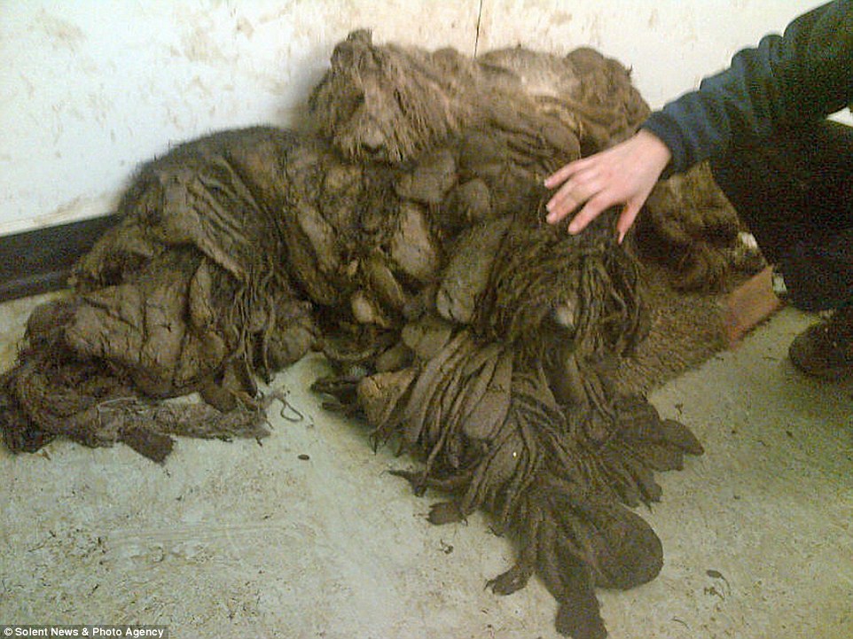 Amazing transformation of abandoned poodles which were barely even recognisable as dogs