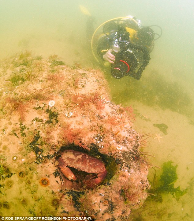 10,000-year-old FOREST hidden under the North Sea