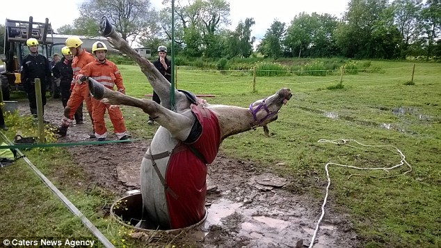 Horse is winched out of a well after getting trapped in metre wide hole