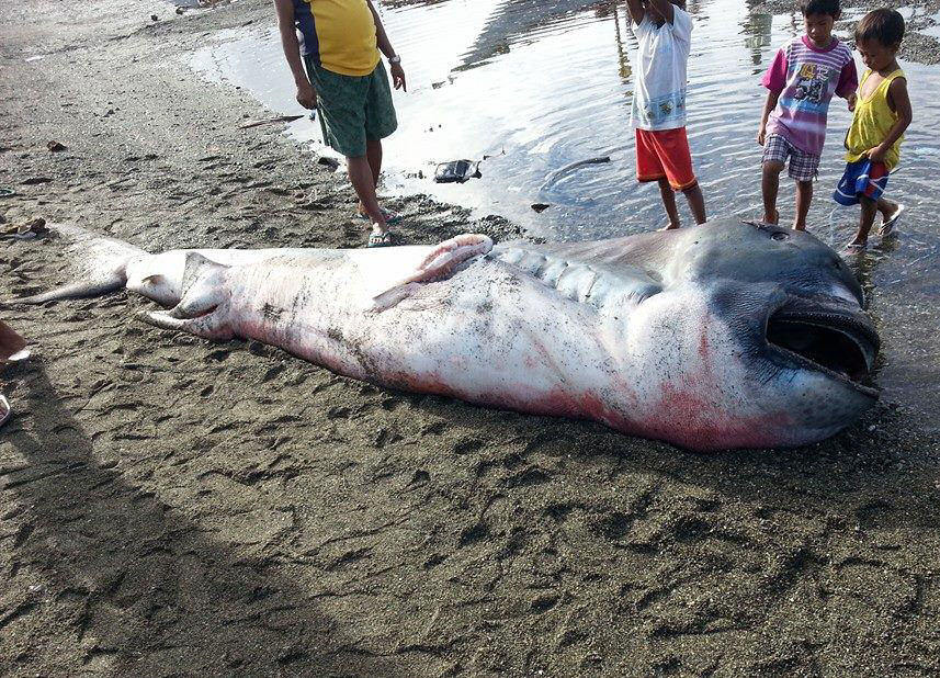 Найдена редкая акула-гигант