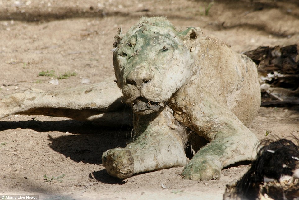 Dozens of animals starve at animal ‘attraction’ in Gaza