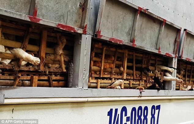 Thousands of kittens CRUSHED to death