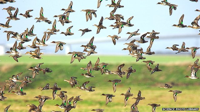 'Wild birds may spread flu virus'