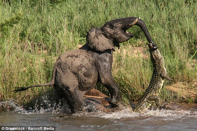 Crocodile snaps elephant's jaws around its trunk