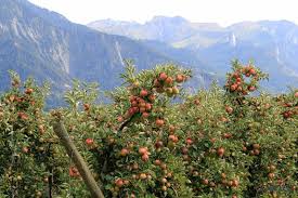 Фермеры вынужденно уничтожают урожай яблок