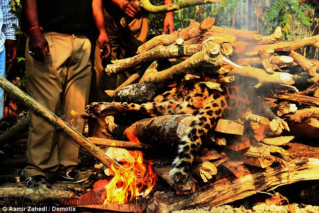 Indian officials burning the body of an endangered leopard