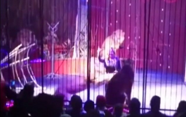 Female lion tamer is mauled by one of her animals