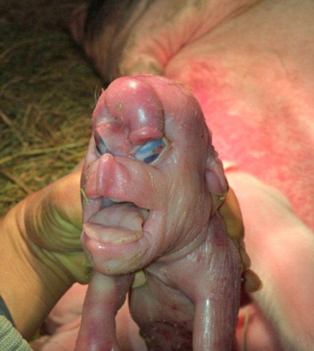 Piggy born with terrible deformities including ‘a face like a human's'