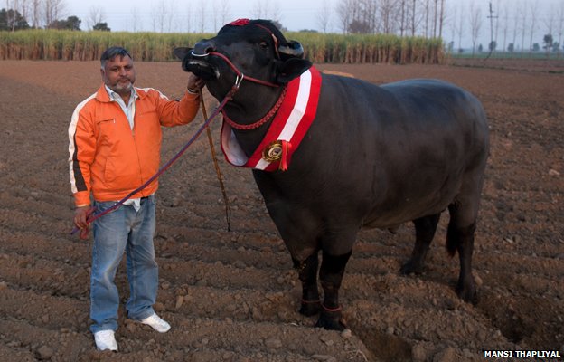 The bull whose semen is worth $3,000