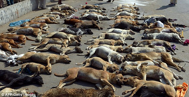 Dozens of dogs killed in Pakistan in response to rising numbers of strays