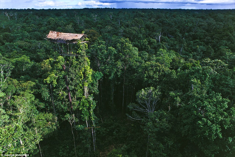 Incredible homes of the treehouse tribe