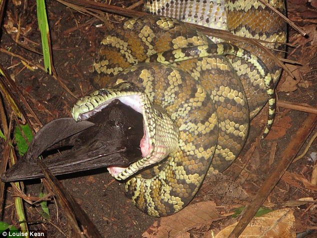 Carpet python devours a flying fox whole