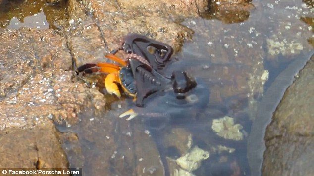 OCTOPUS launches a surprise attack from a rock pool on an unsuspecting crab