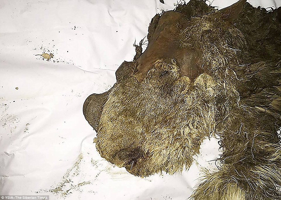 First ever baby woolly rhino unearthed