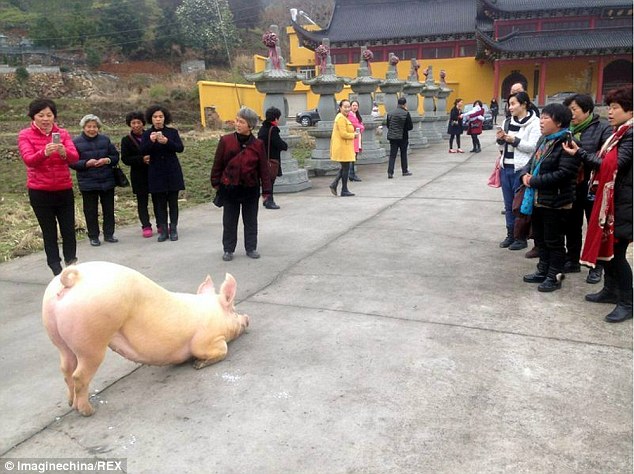 150kg fugitive pig 'praying' before a Buddhist temple