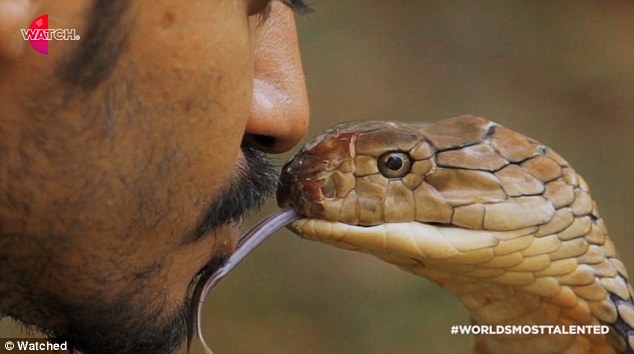 Malaysian snake charmer kisses same venomous snake species