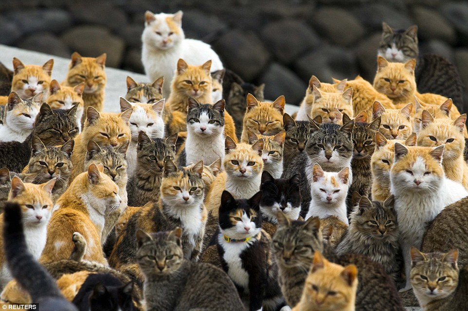 The island where it's reigning cats...