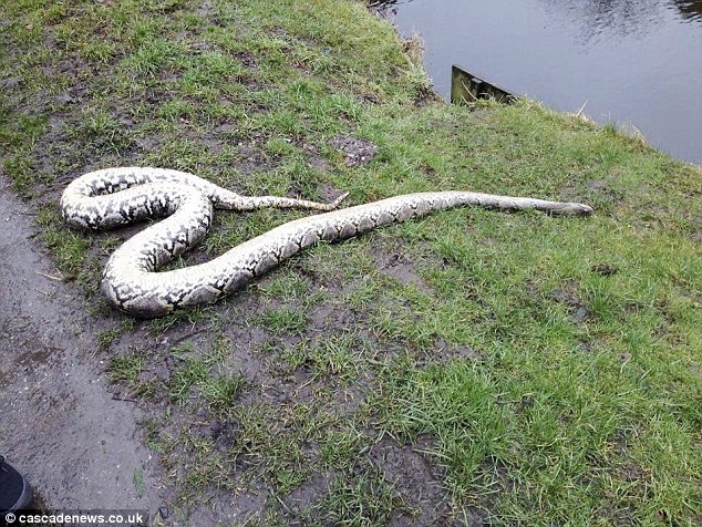 Body of giant 14ft PYTHON found dumped by canal in Lancashire