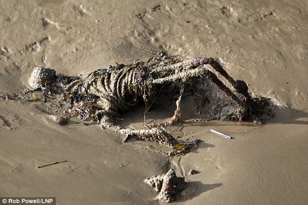 Walkers horrified to find a body by the Thames