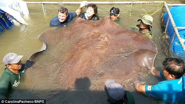 Giant 14ft, 800lb stingray becomes the biggest freshwater fish ever caught with a line