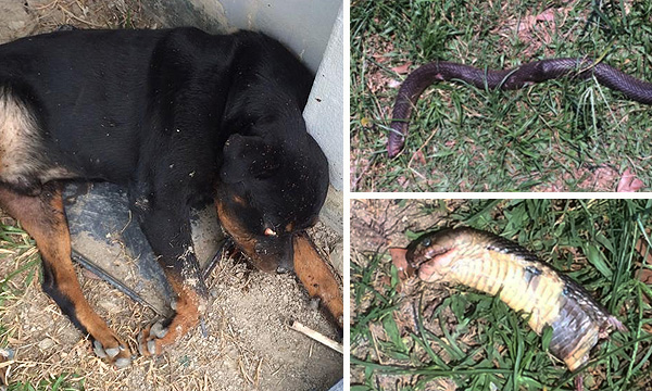 Five dogs attack a cobra