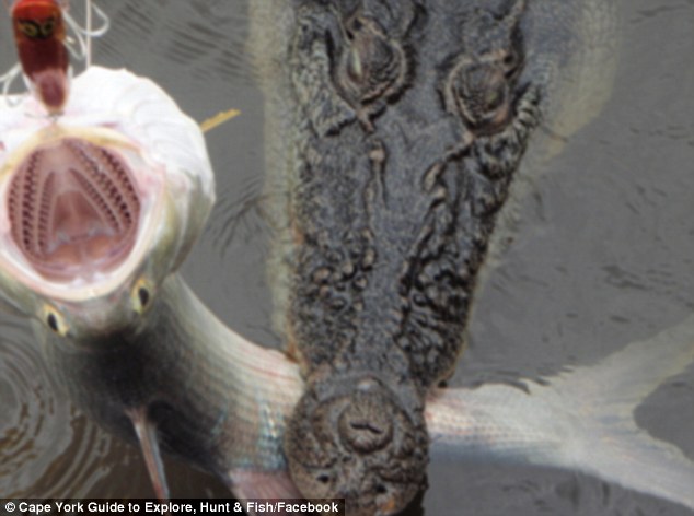 Fisherman captures the moment he reels in a salmon