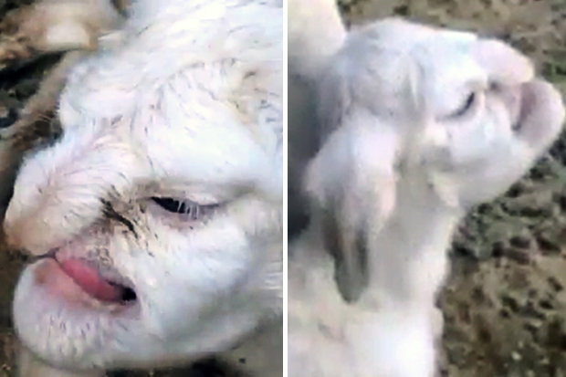 Lamb born with FACE OF A HUMAN terrifies village