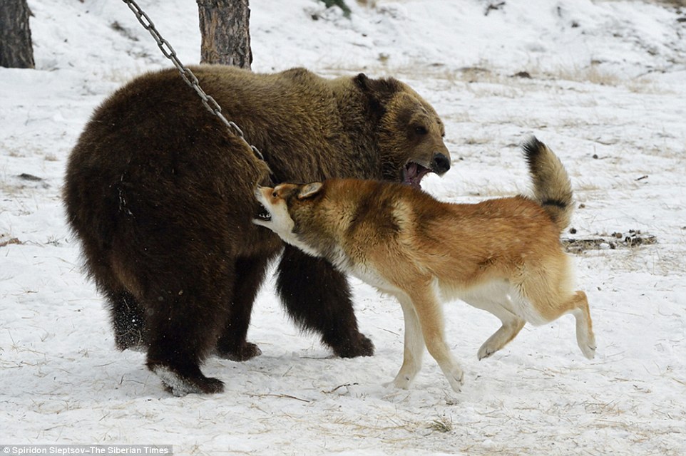 Vicious dogs in Russian 'hunting' contest