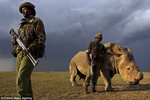 Only surviving male northern white rhino is put under armed guard