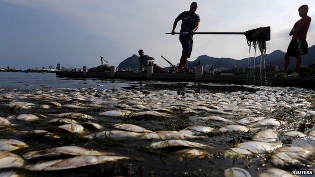 Tonnes of dead fish removed from Rio Olympic rowing venue