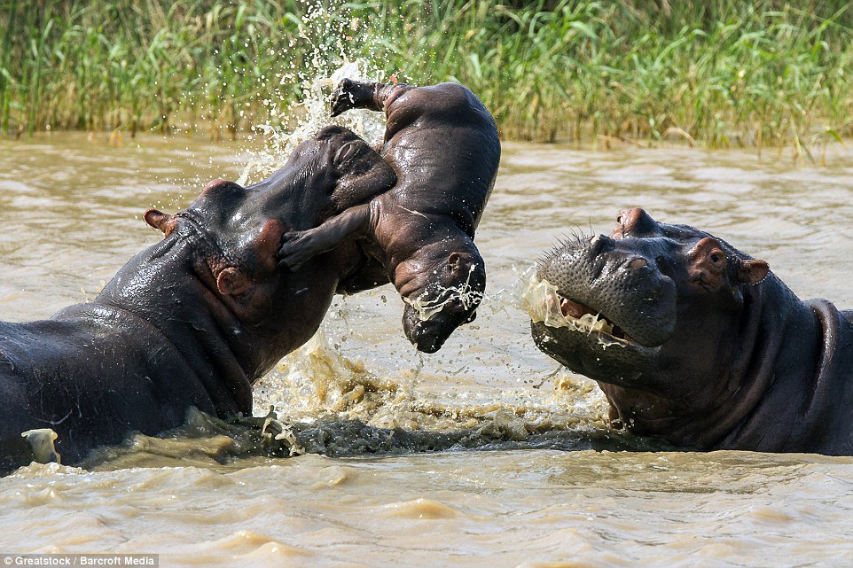 Baby hippo gets caught in a fight between two adults