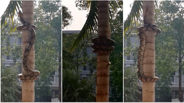 Strangely mesmerising footage shows methodical way pythons climb trees