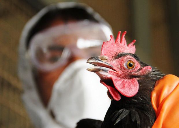 Будет проведен очередной мониторинг в связи с птичьим гриппом