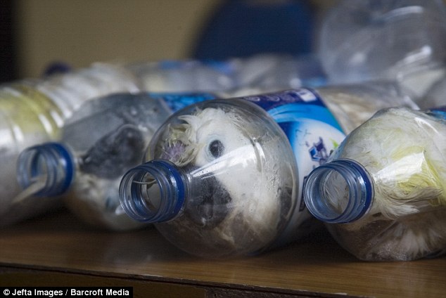 Smugglers cram cockatoos into plastic bottles to get them through customs