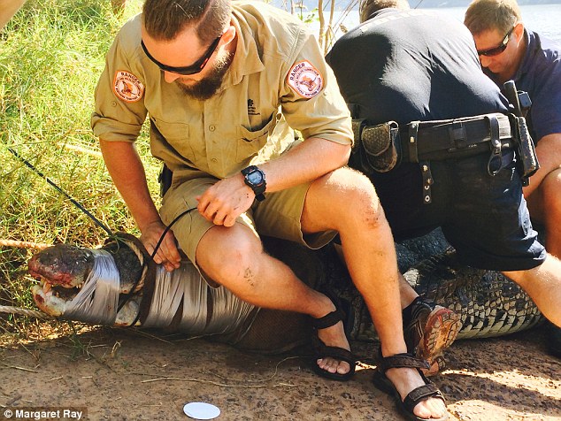 Monster 4.3-metre saltwater crocodile that stalked boats