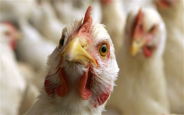 Azerbaijan bans Turkish poultry imports due to bird flu outbreak
